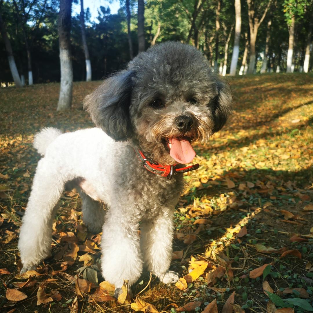 十月是只灰泰迪