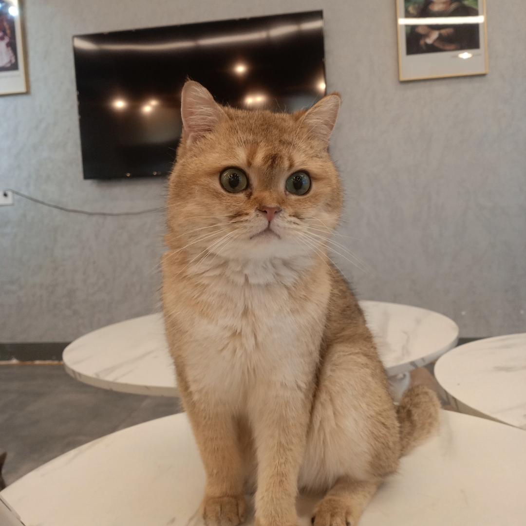西瓜大王