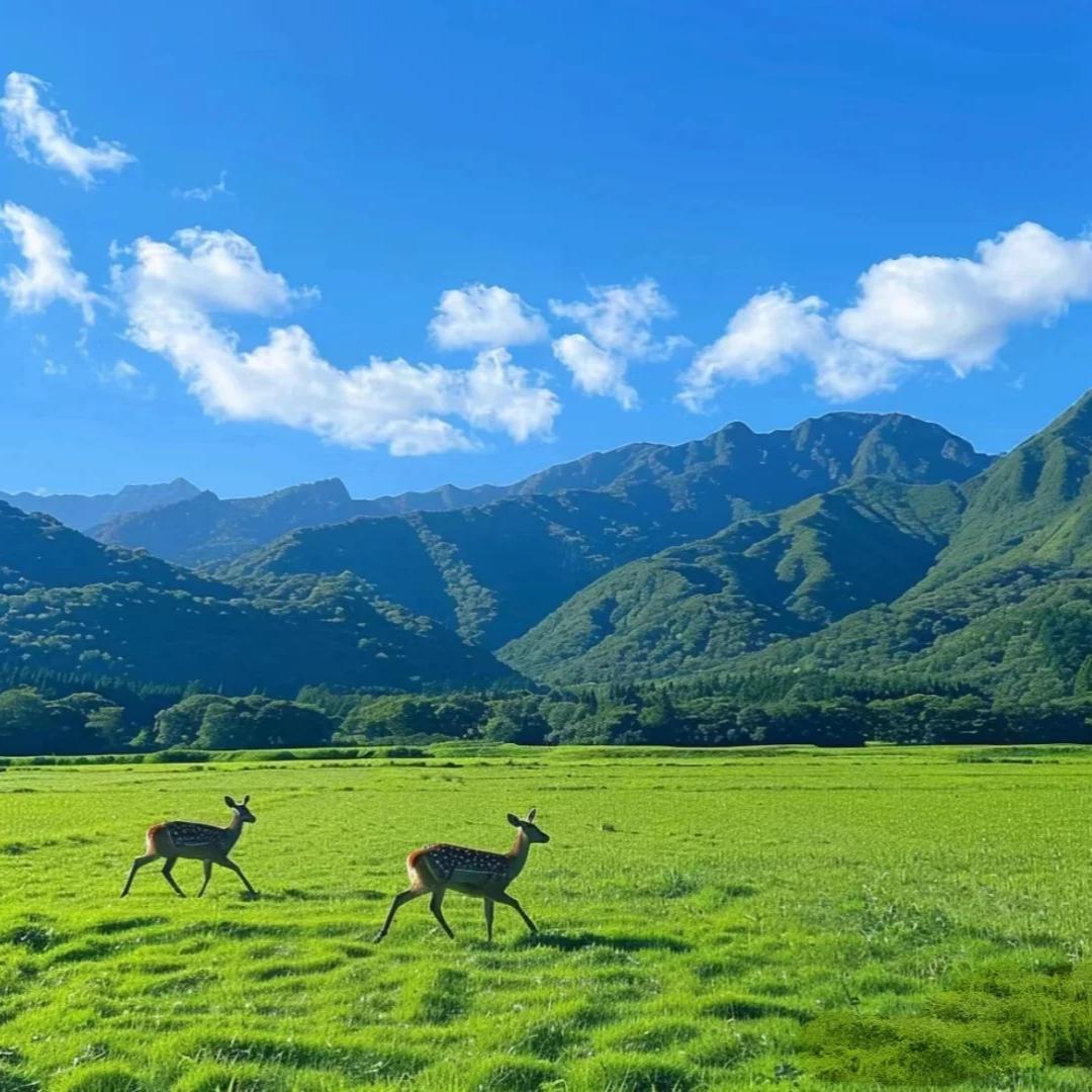 设计师——均影