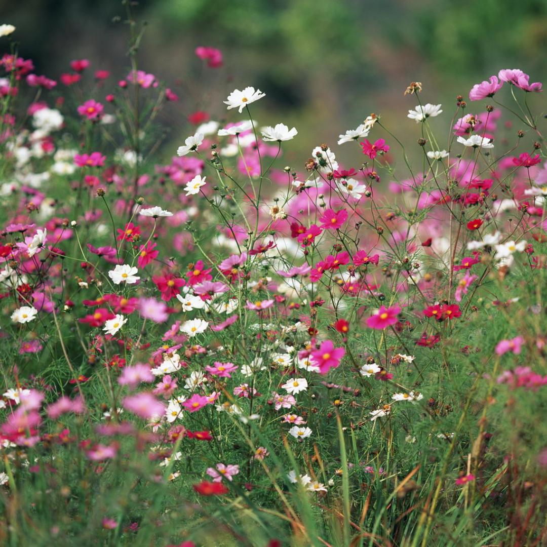 繁花似锦工作室