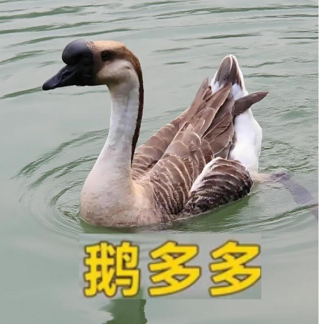 鹅多多马冈豉油碌鹅