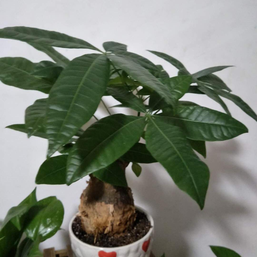 创意精品小铺Vh3