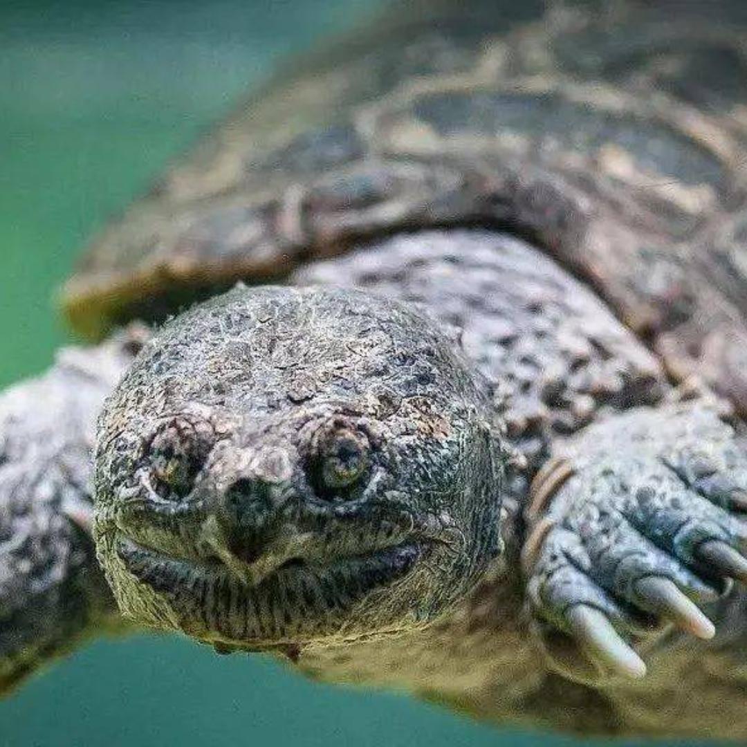 稻草水族用品