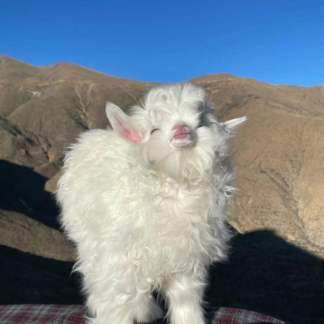 西西羊（求关注）