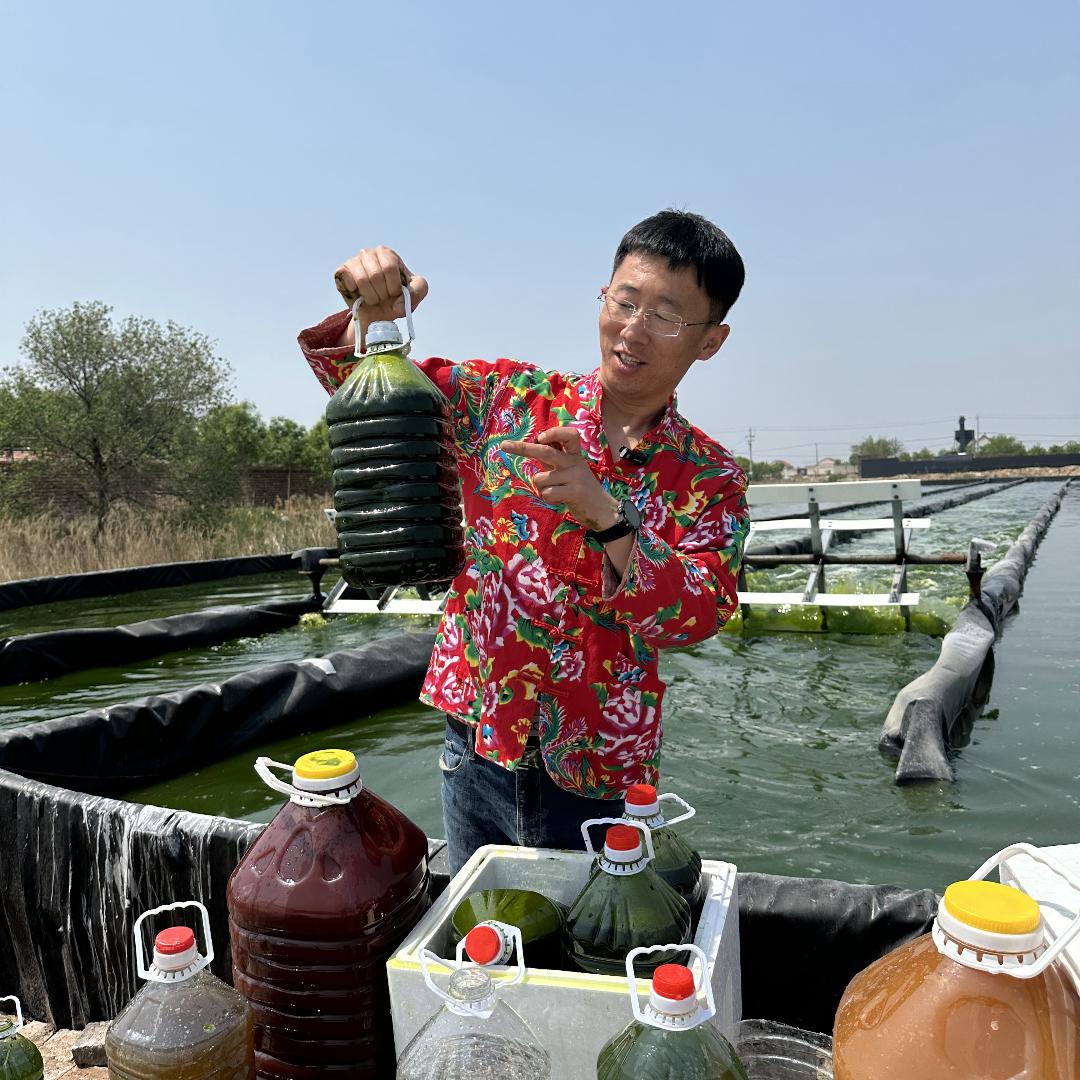 藻博士（3000倍新鲜浓缩小球藻）收徒