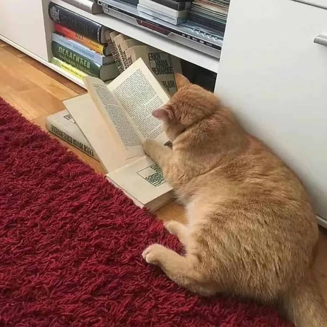半眠日记☀
