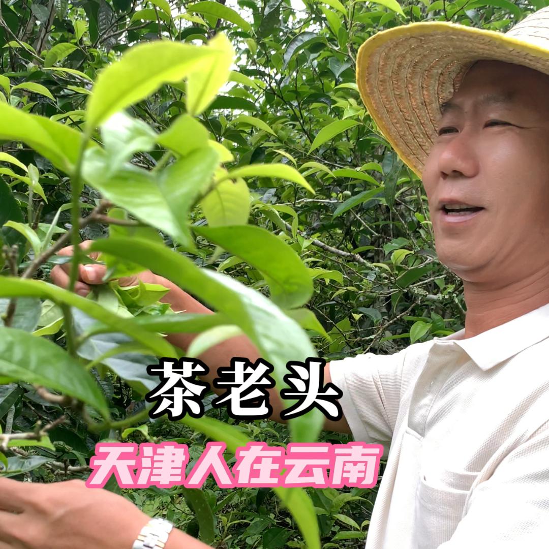 仙作普洱