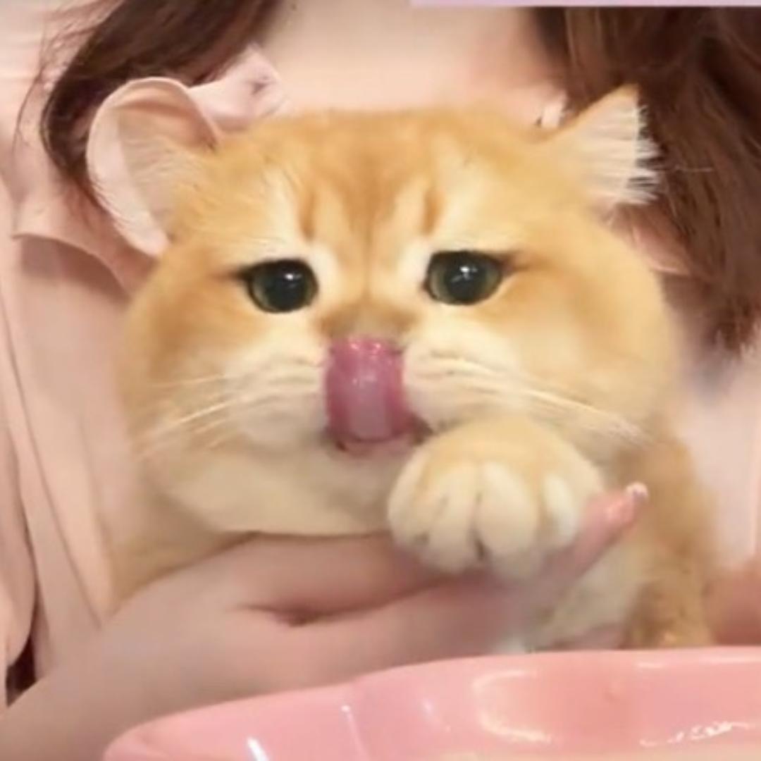 憨憨的胖虎