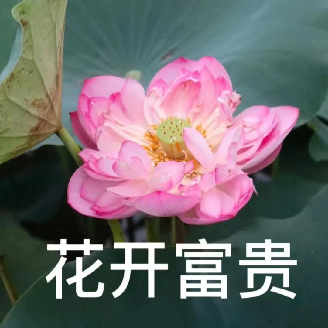 家庭好物甄选