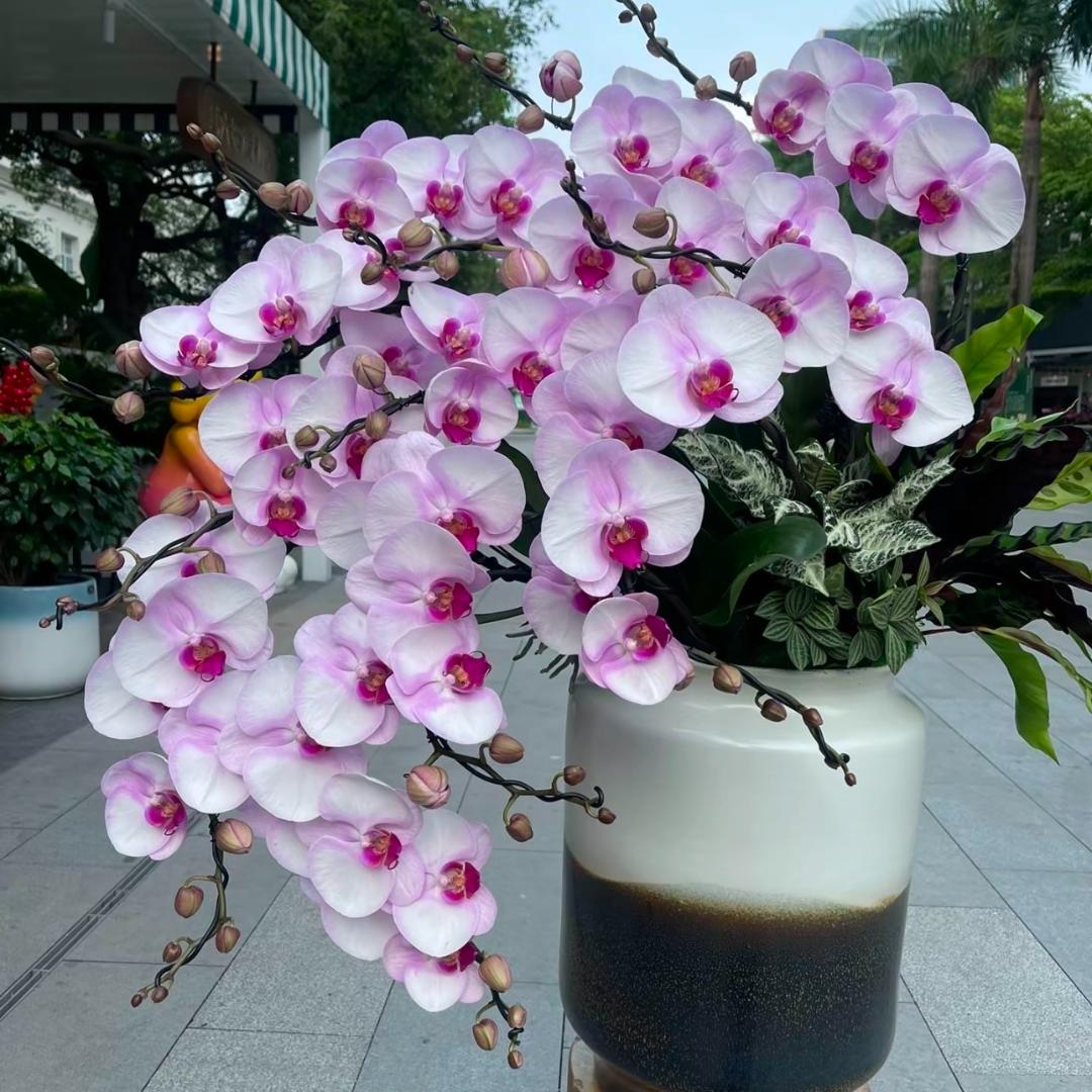 植己园艺兰花基地