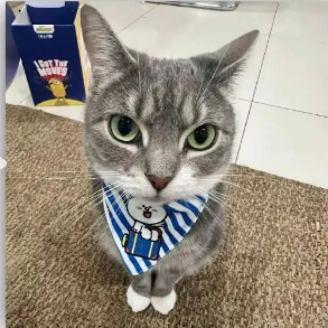 哈基米哈基米哈基米