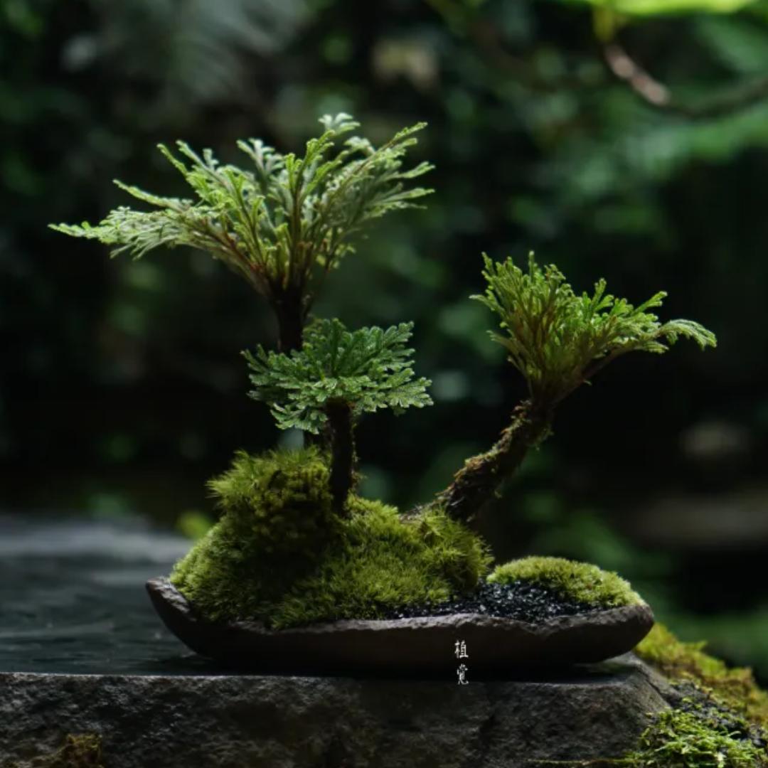 山鹿盆景