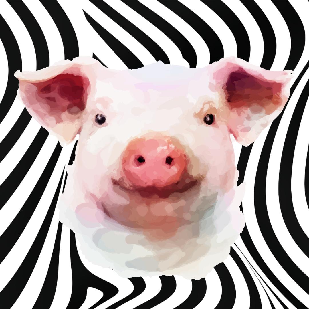 大猪蹄子讲剧@抖音