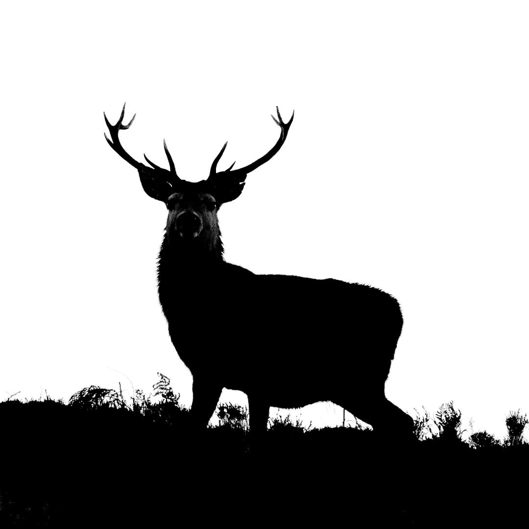 你这辈子都白不了了