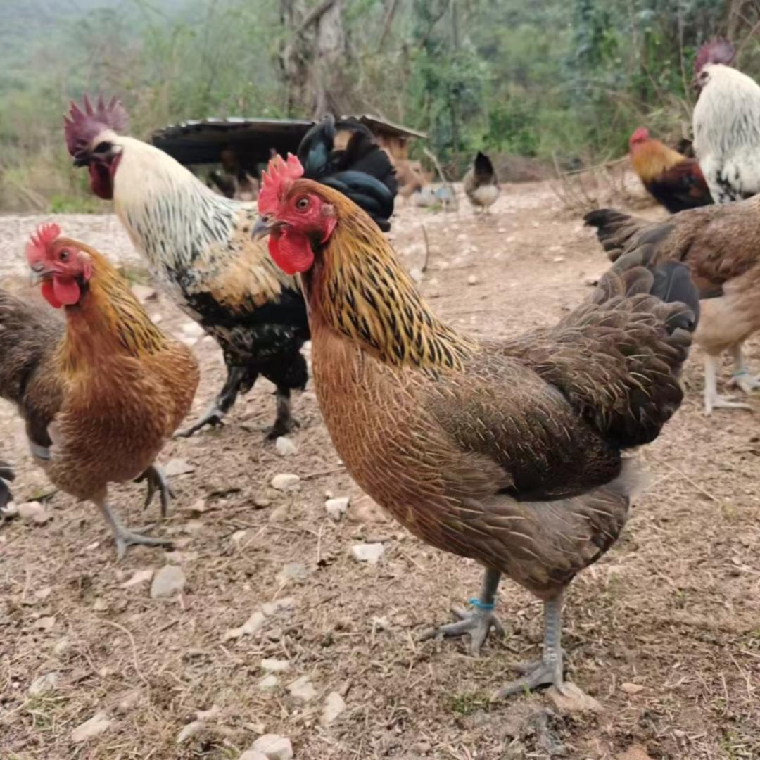 尹记鲜牛羊肉