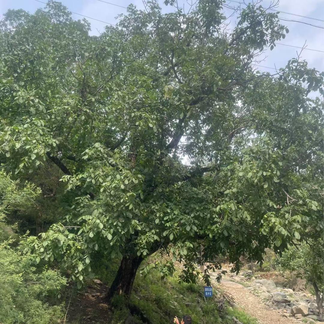 隆丰土特农产