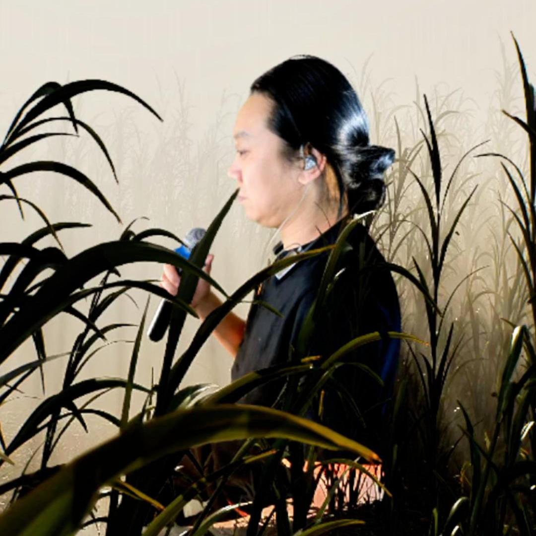 托尼歌