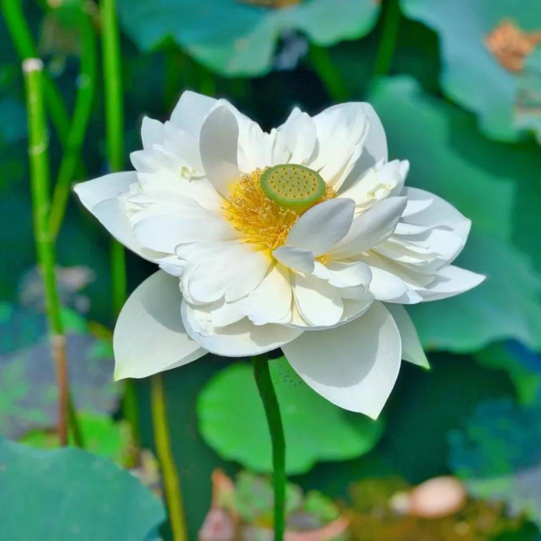 麦麦妈