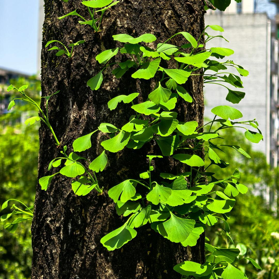 小乔