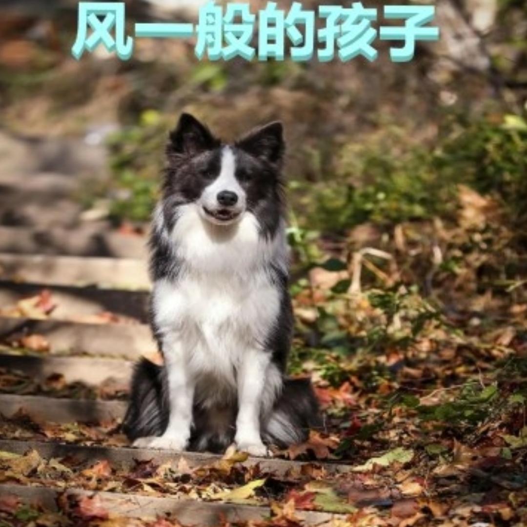 宠宠欲动站