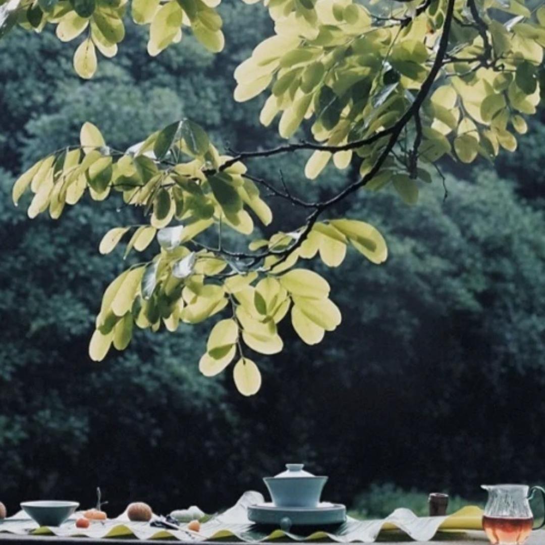 陋室·茗