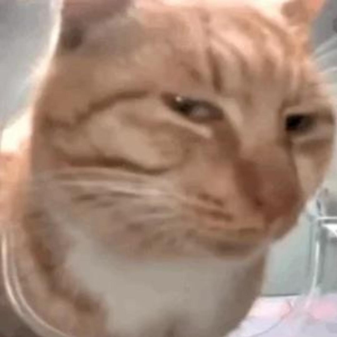 天下动画(猫meme)