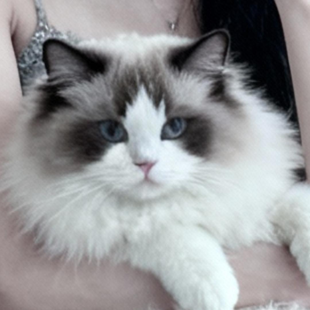狸花猫