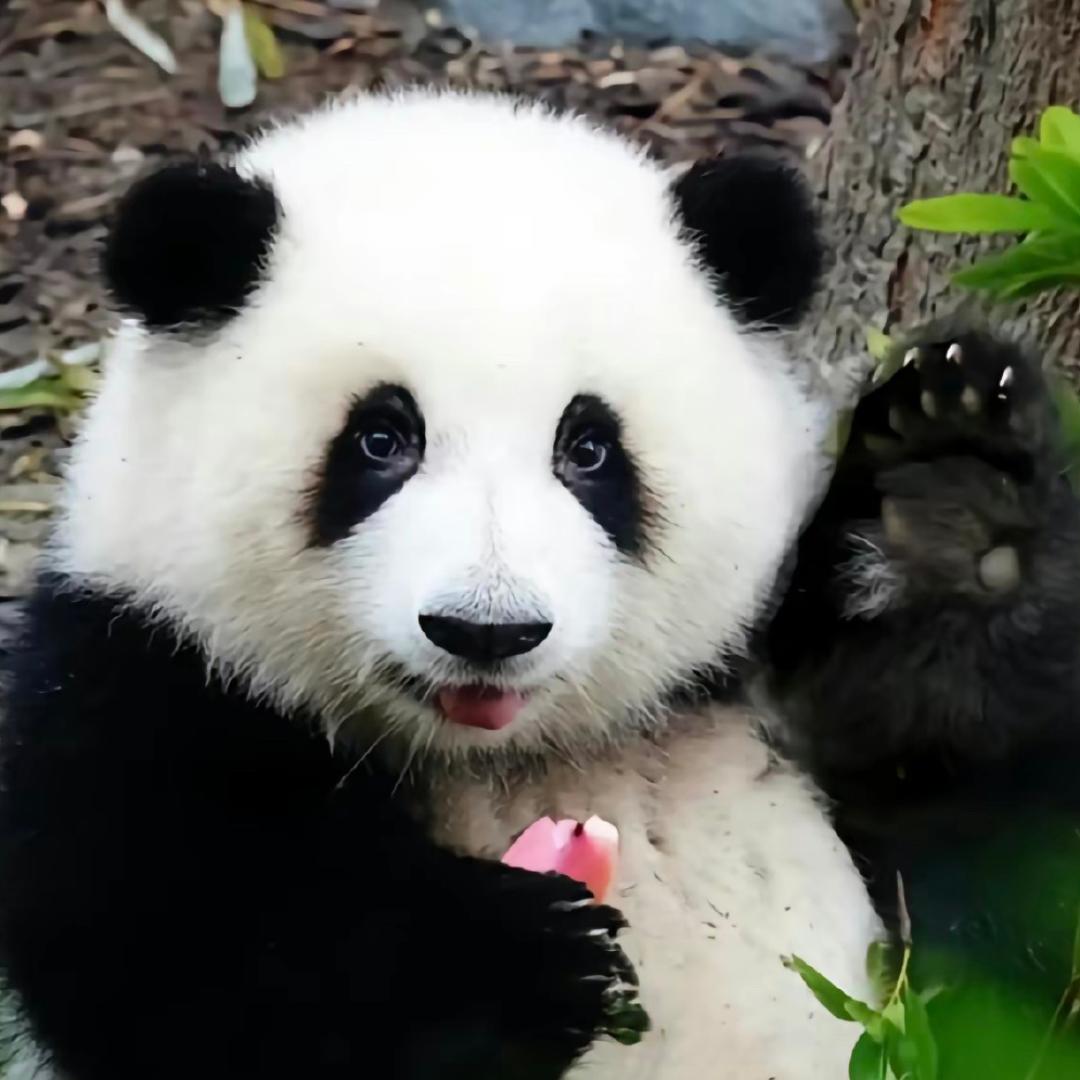 悦悦小公爵