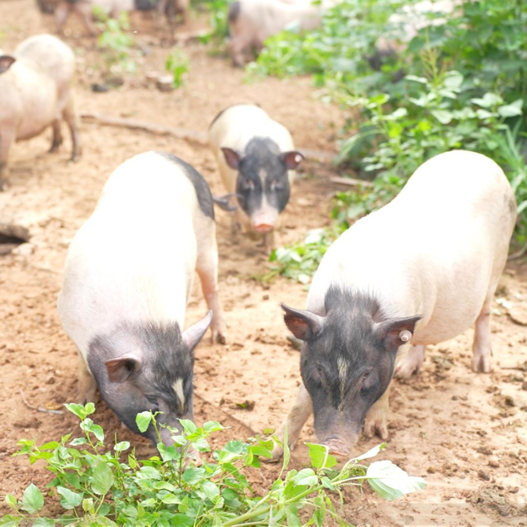 撵不到香猪肉店