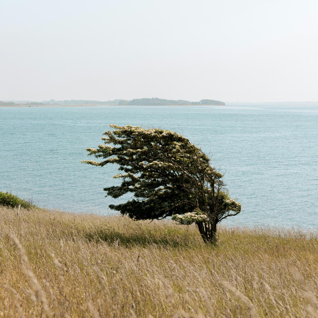 Wind’s Trace