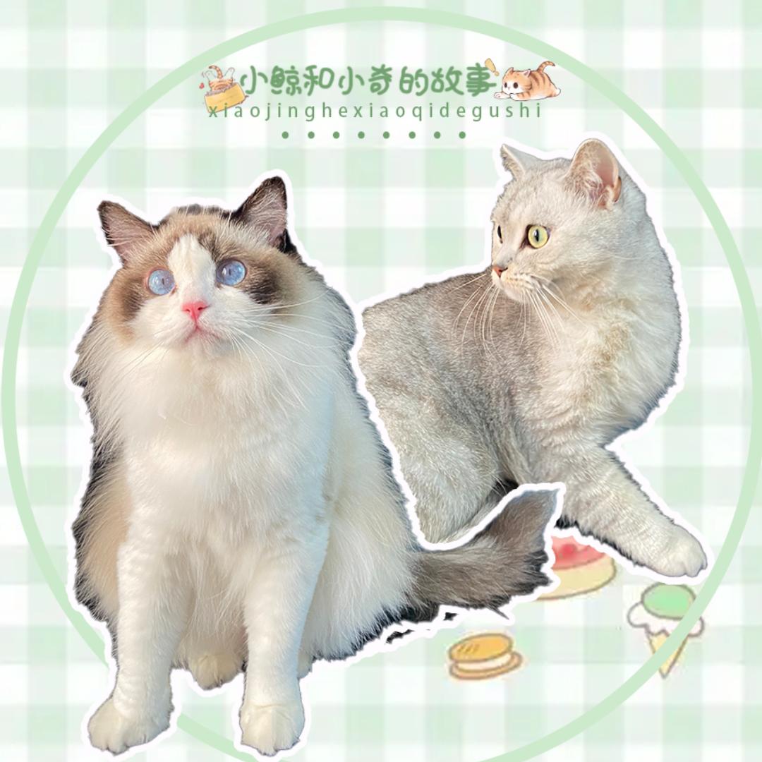 恩宠宠物(中国茶都店)官方号