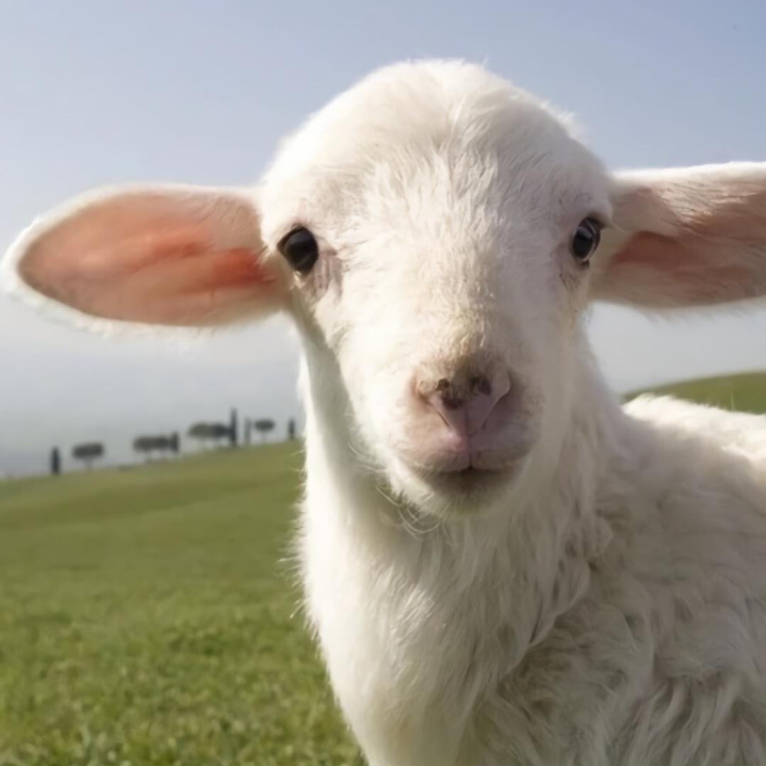 传说中的呆呆羊