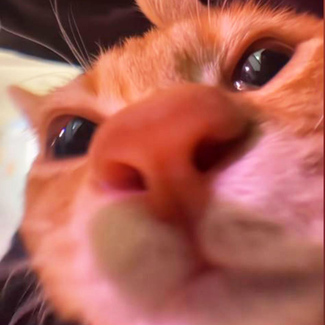 阿内猫meme