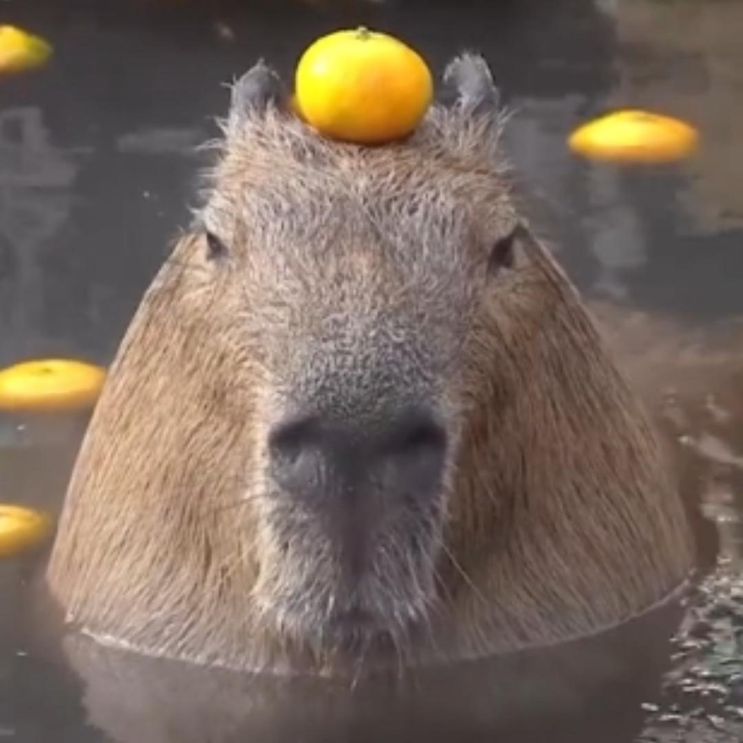 进击的豆沙包