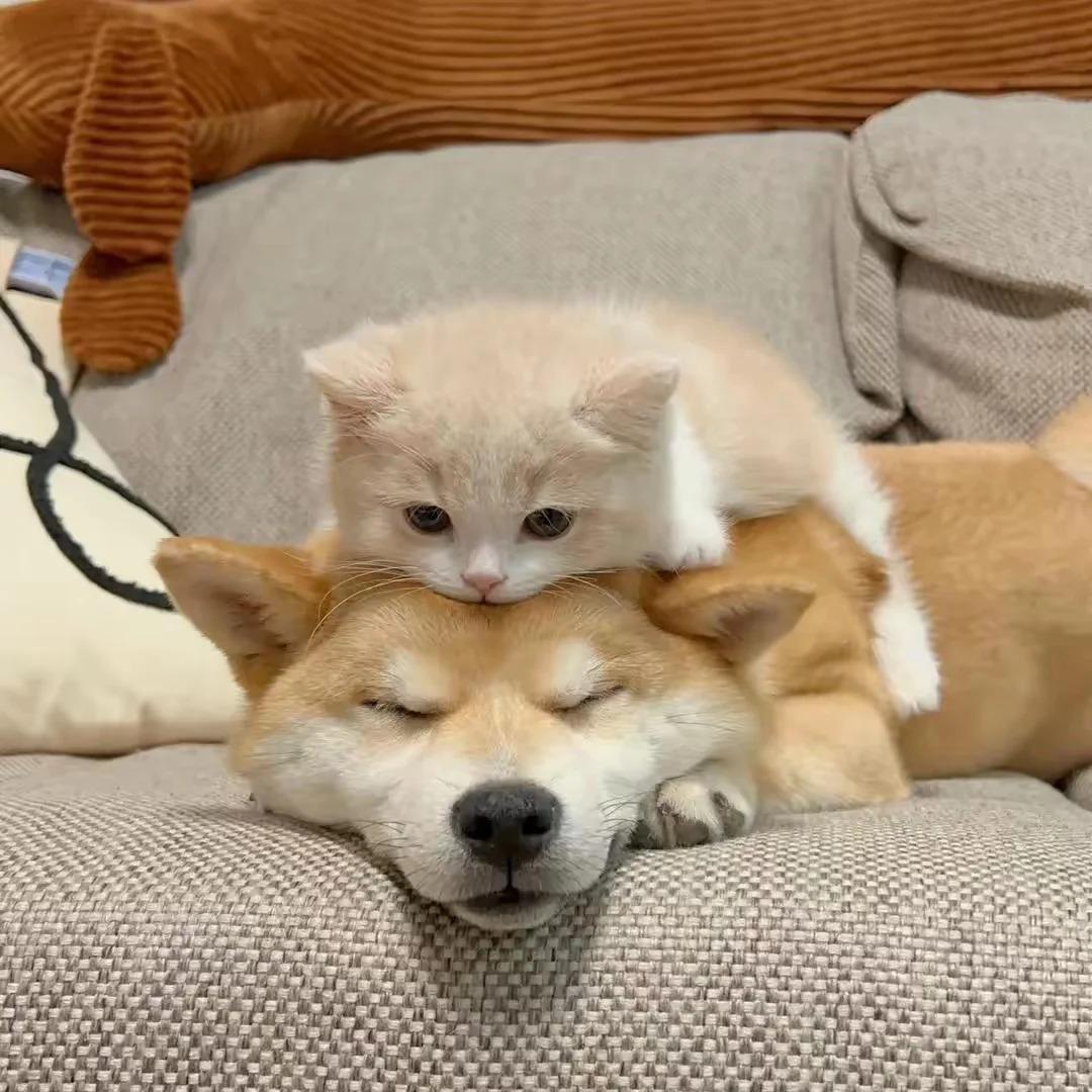萌宠站