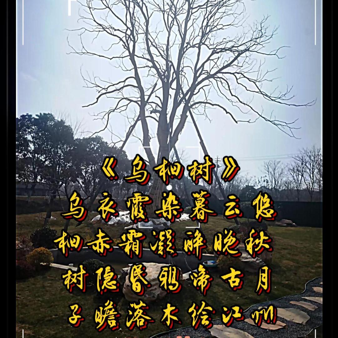 天王苗木大王胡子哥日常