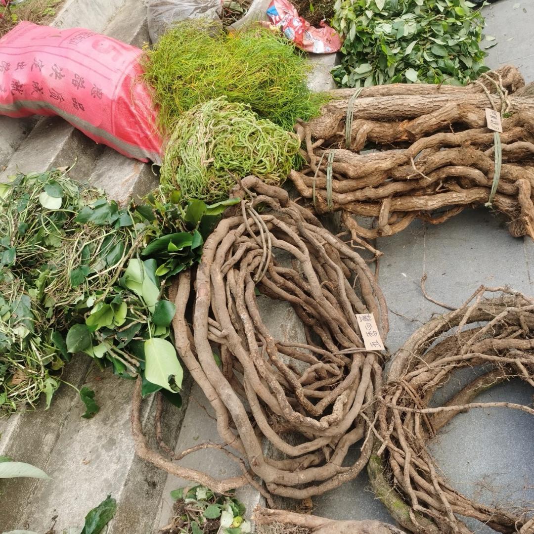 广西十万大山草本