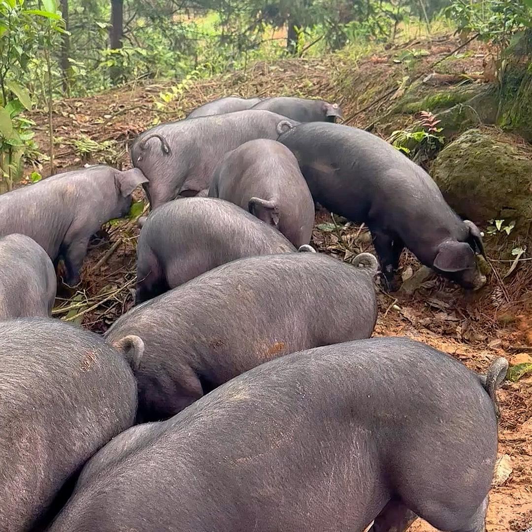 临沂猪大佬猪产品优选店