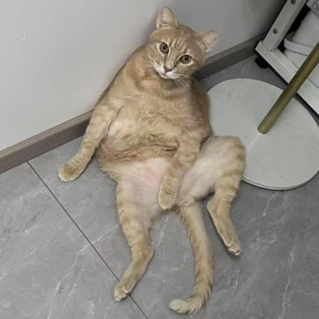 这只橘猫叫啤酒🍺