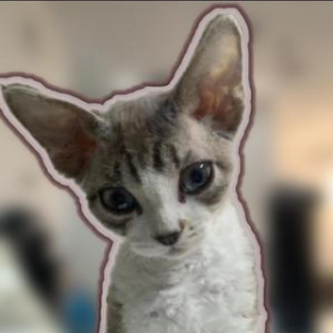 赫本的猫小店-打工喵