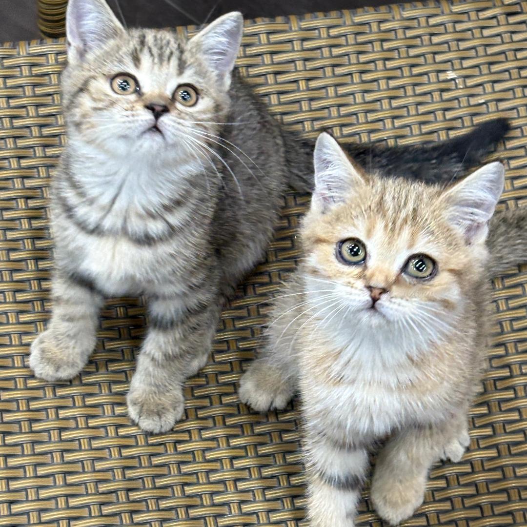 萌宠定制官方号