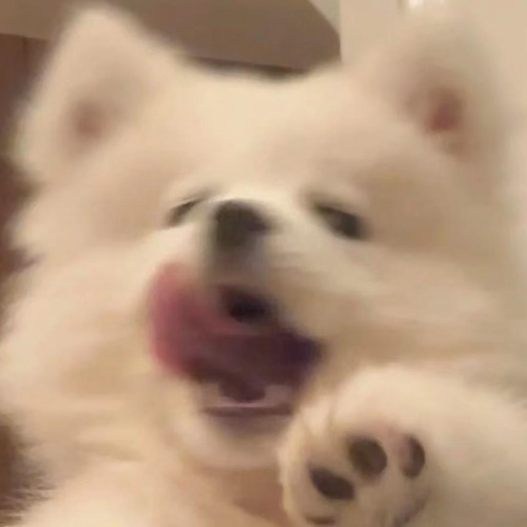 TT爱睡觉