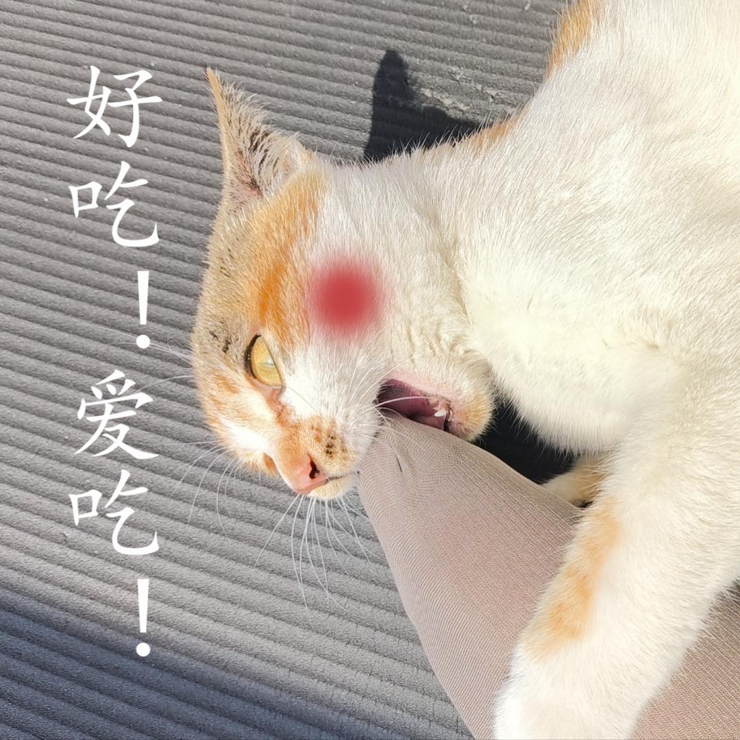 青衣