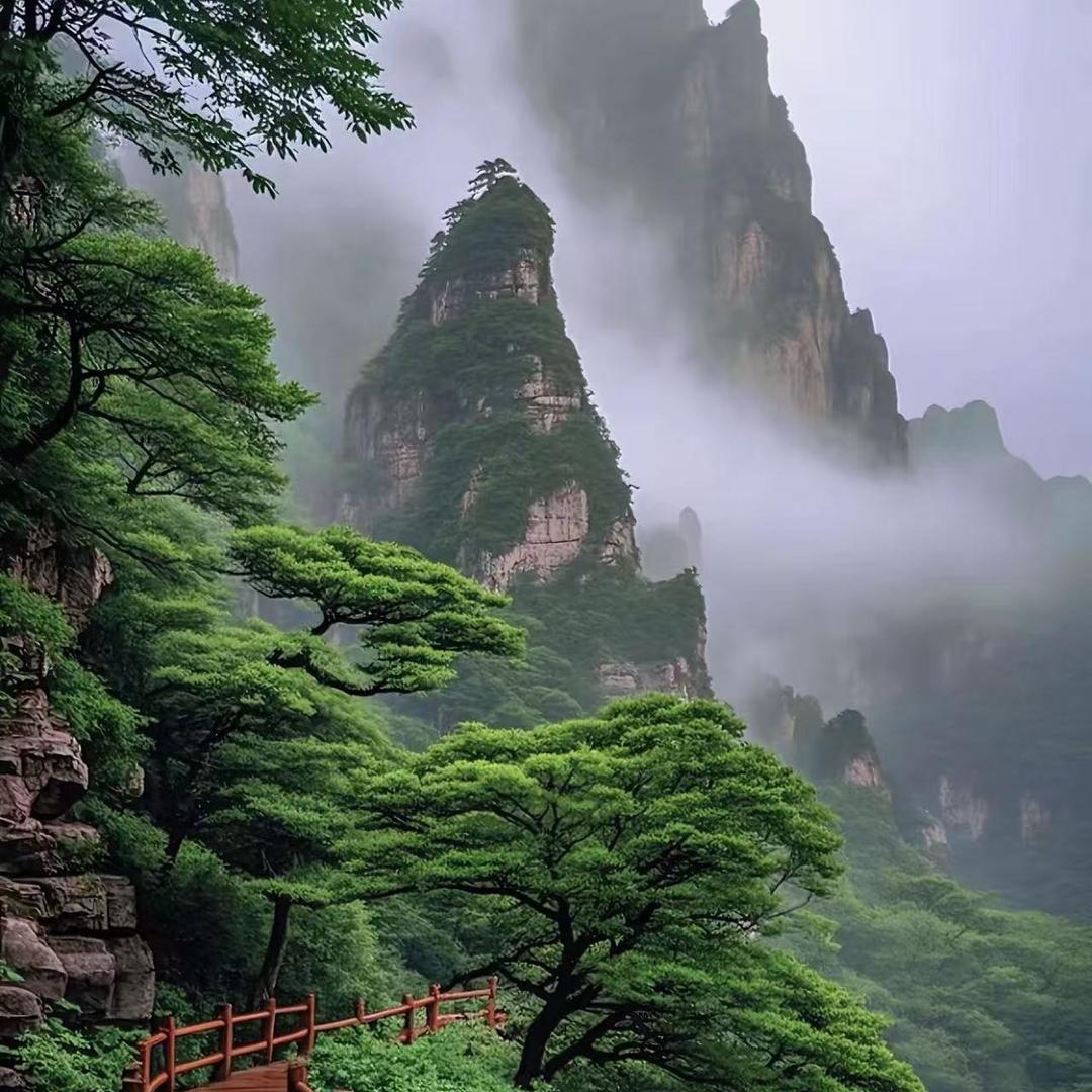 登迪宠粉号