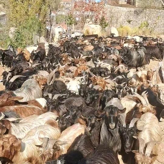 庆财生态羊肉官方号