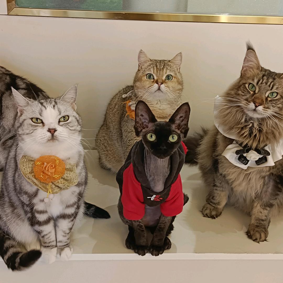 郑州醉猫猫咖狗咖小宠咖