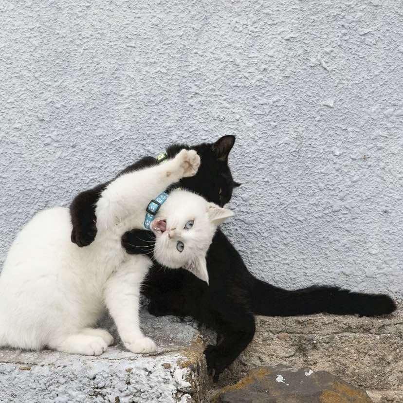 呢木 呢木