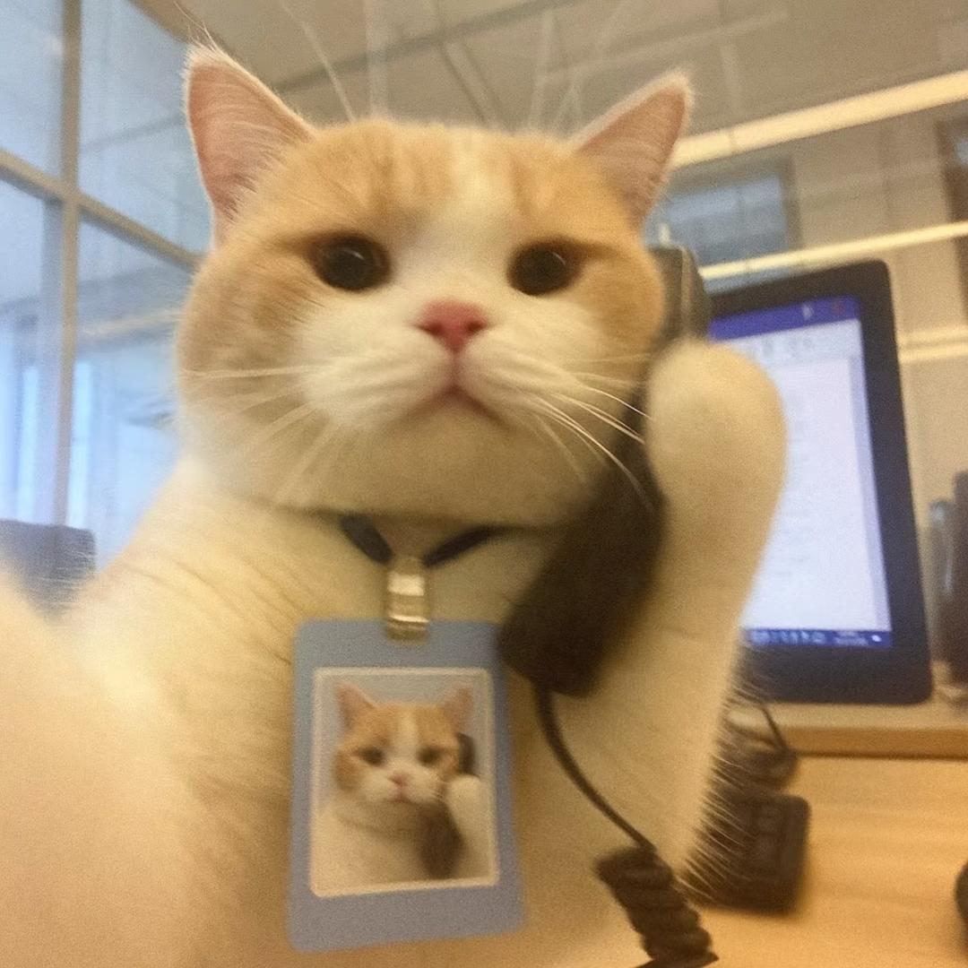 王红梅·猫总