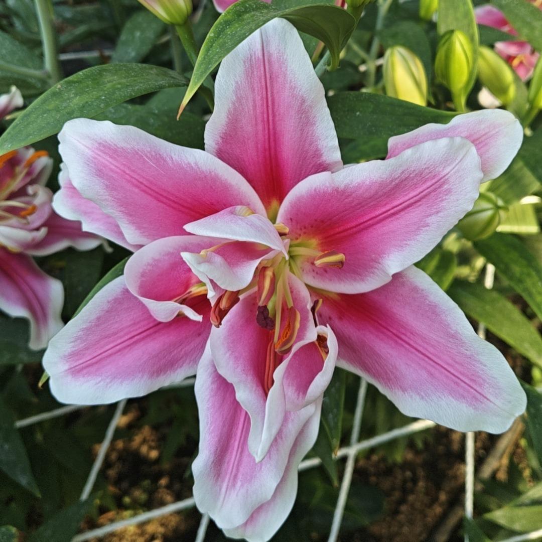 博硕农业优品坊