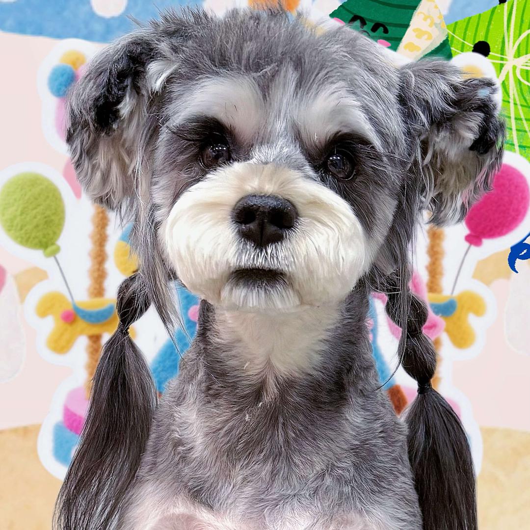 麦烁  麦萌宠物（鄂尔多斯大街店）